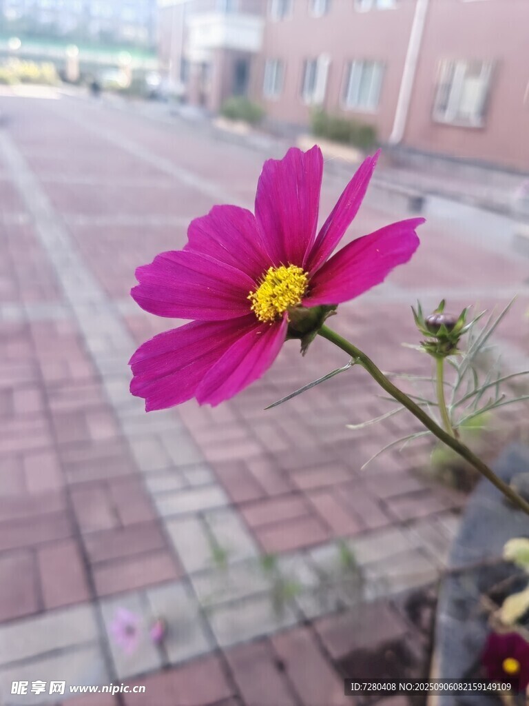 砖路旁的娇艳粉色波斯菊