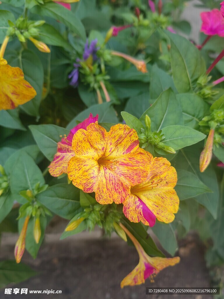 多彩矮牵牛绽放生机