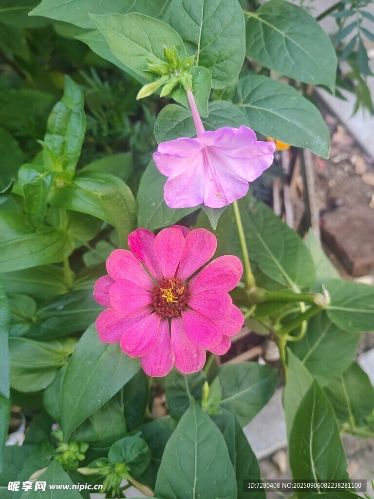 娇艳双色花绽放绿叶间