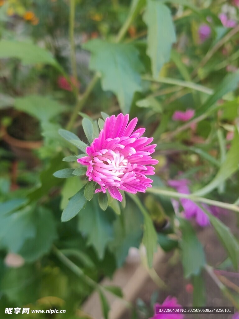 娇艳绽放的粉色花朵