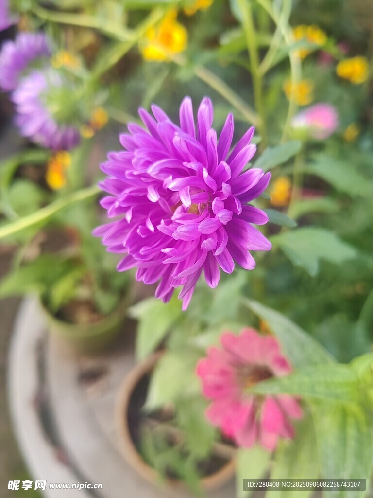 娇艳紫花绽放于盆栽间