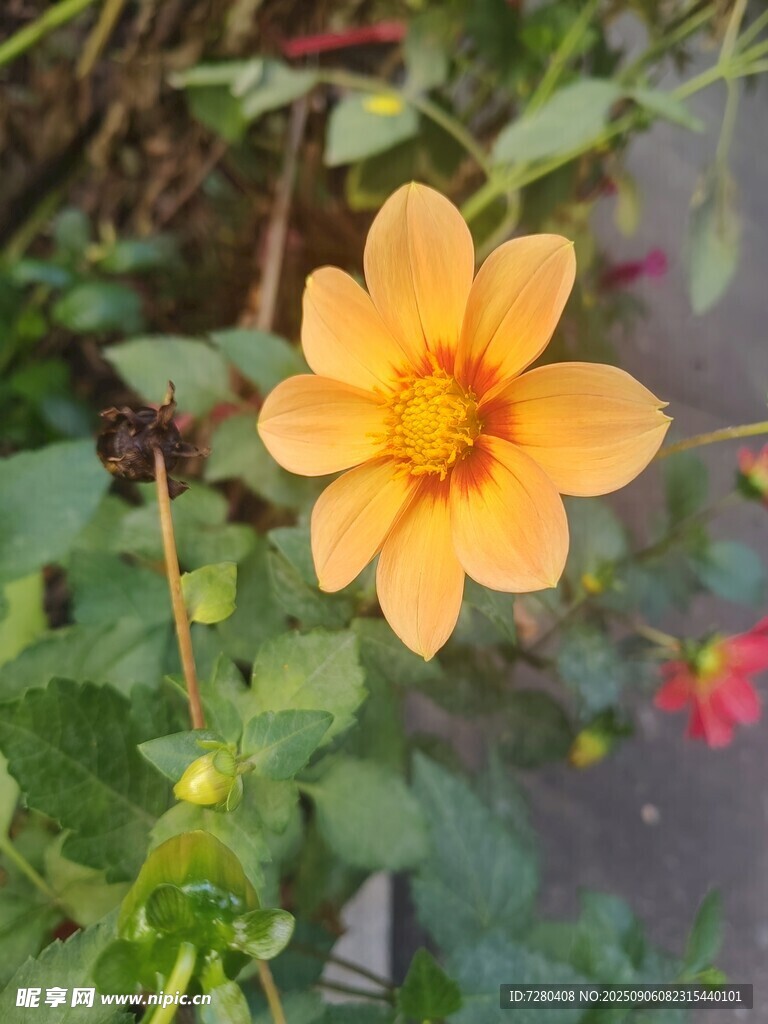 黄色大丽花特写