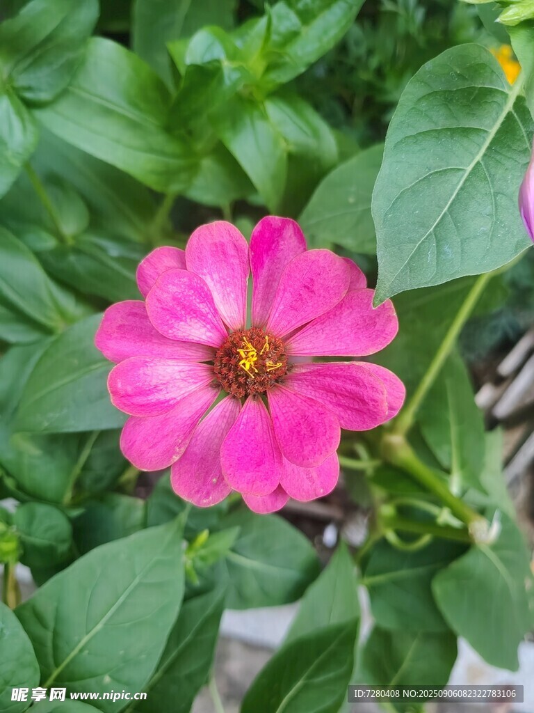 娇艳粉色花朵绽放