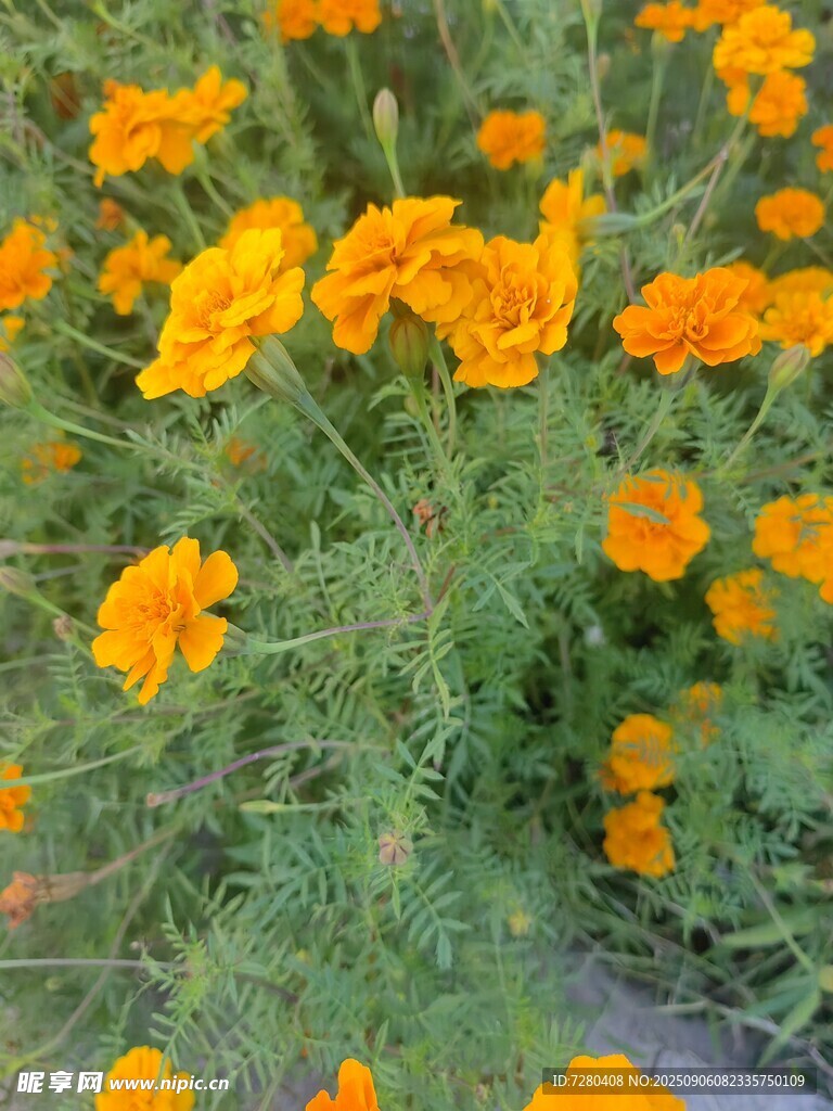 盛开的黄色万寿菊