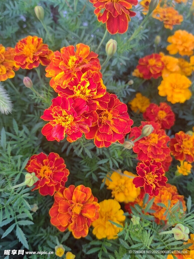 多彩万寿菊绽放