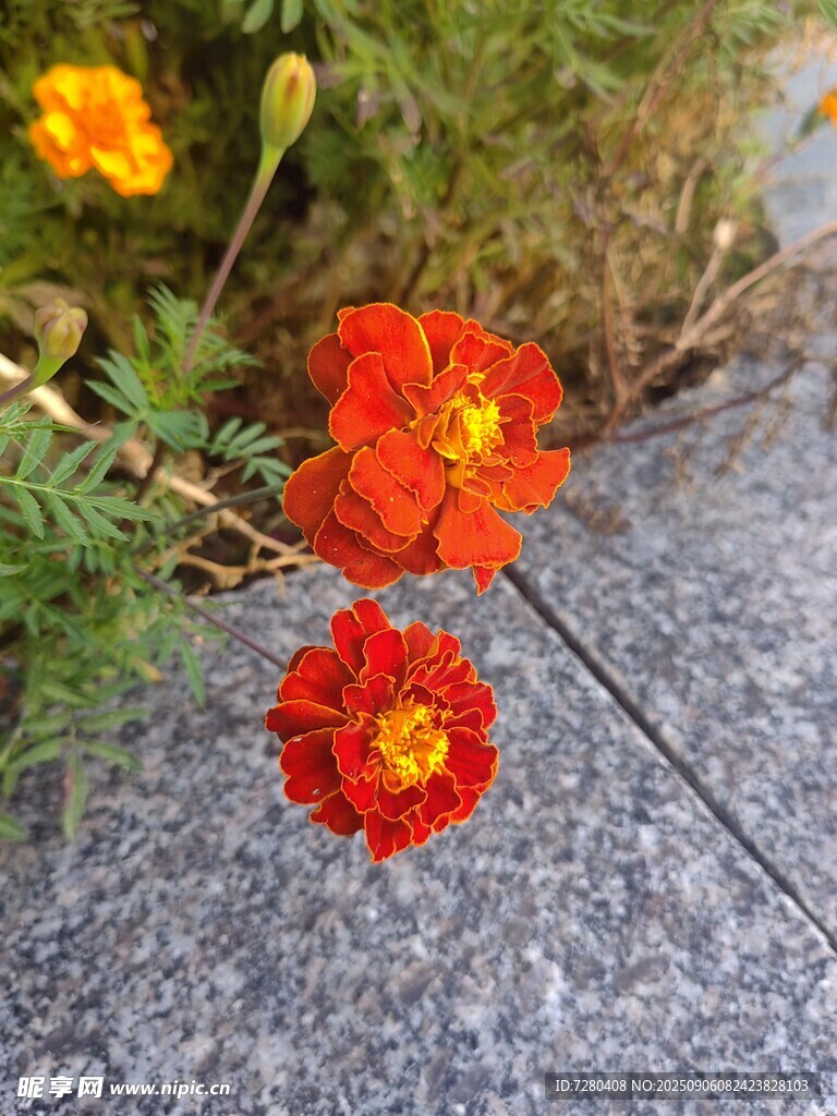 石缝间绽放的鲜艳花朵