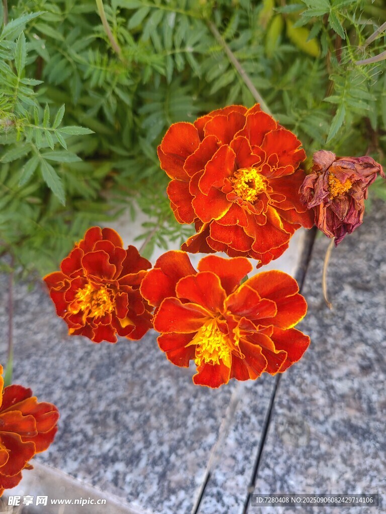 鲜艳橘红色万寿菊绽放