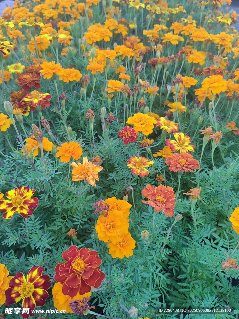 绚烂万寿菊绽放的花田