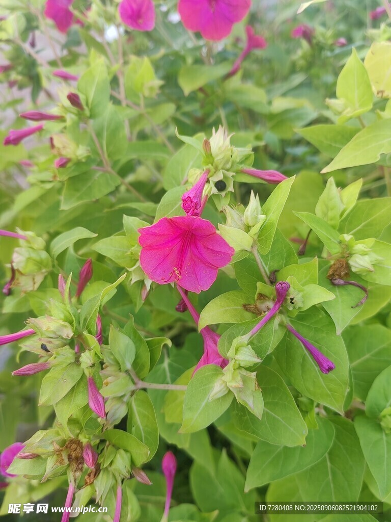 娇艳绽放的粉色花卉