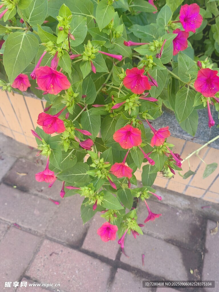 墙边绽放的艳丽牵牛花