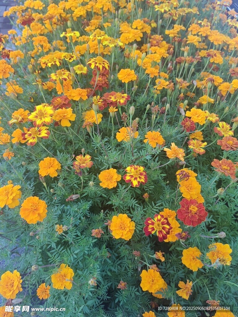 绚烂万寿菊盛放花海