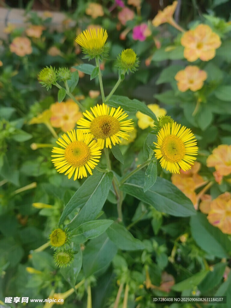 绽放的黄色小花