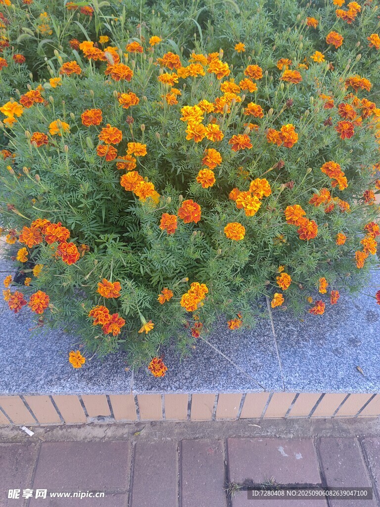 花坛中的绚烂橙色花朵