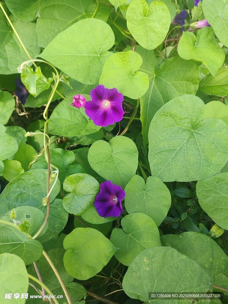 绿叶丛中的紫色牵牛花