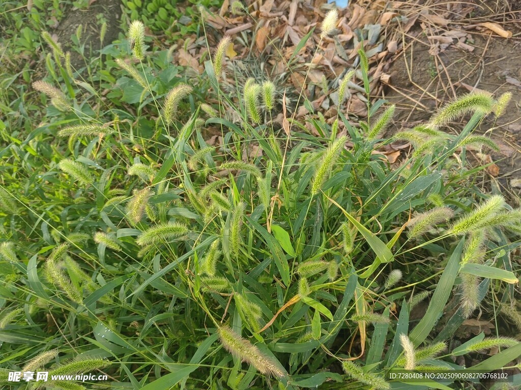 嫩绿草丛特写