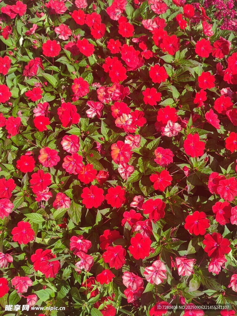 鲜艳红花朵朵绽放