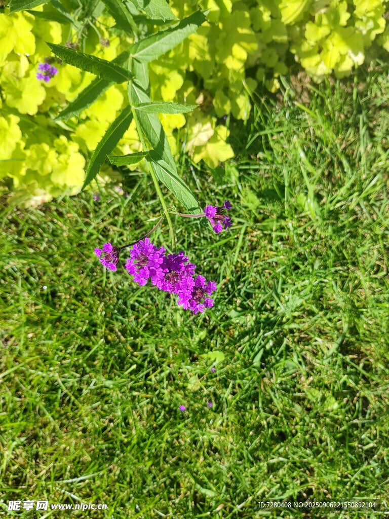 绿草间的紫色小花