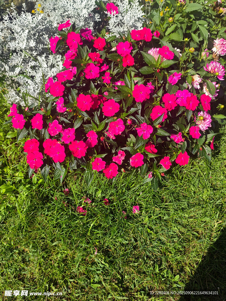 艳丽花丛绽放于绿草地