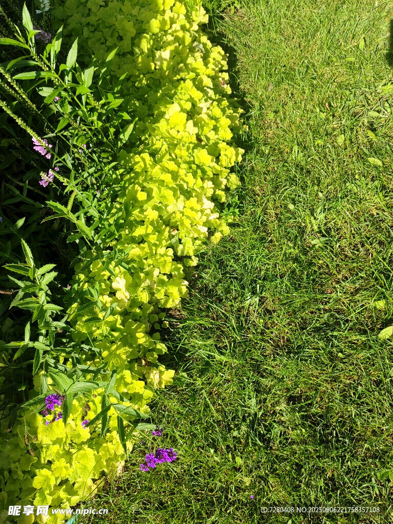 绿草繁花的自然景致