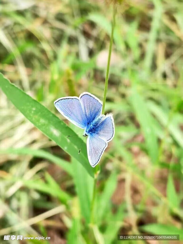 蓝花绽放于翠绿草丛中