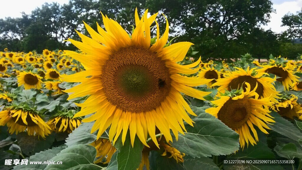 向日葵花海中的灿烂花朵