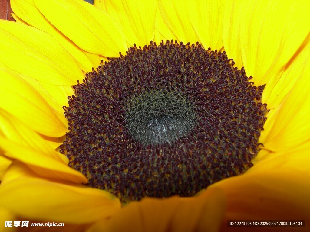 特写向日葵的明艳花盘