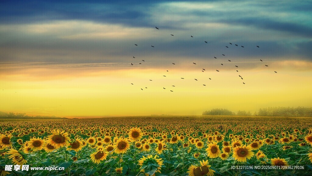 金色向日葵花海与飞鸟