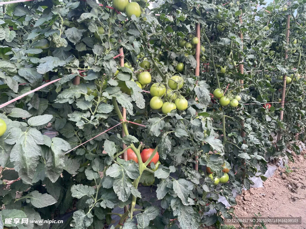 果园中挂满果实的苹果树