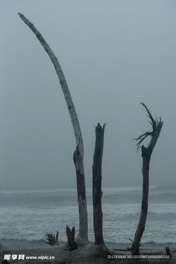 海边枯木立于苍茫天地间