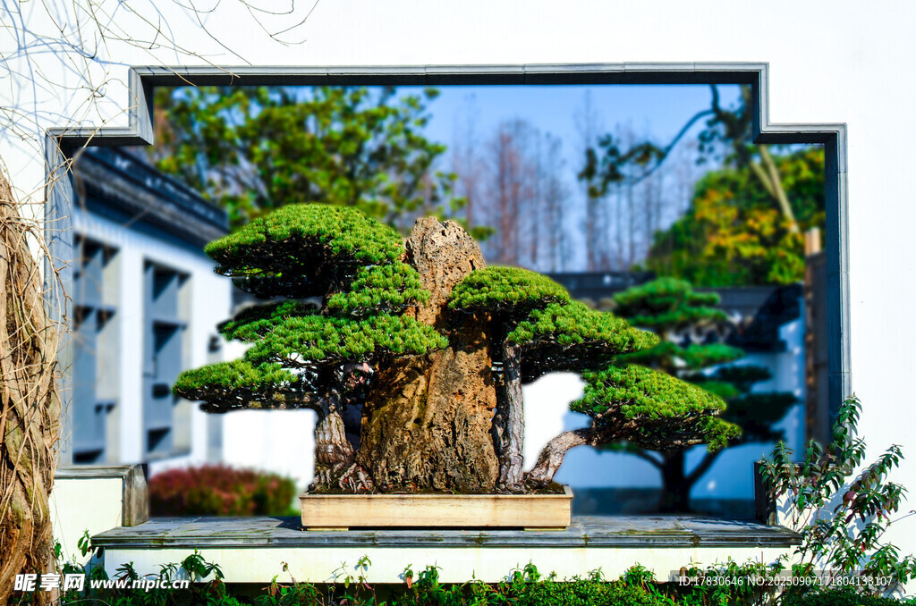 园林盆景