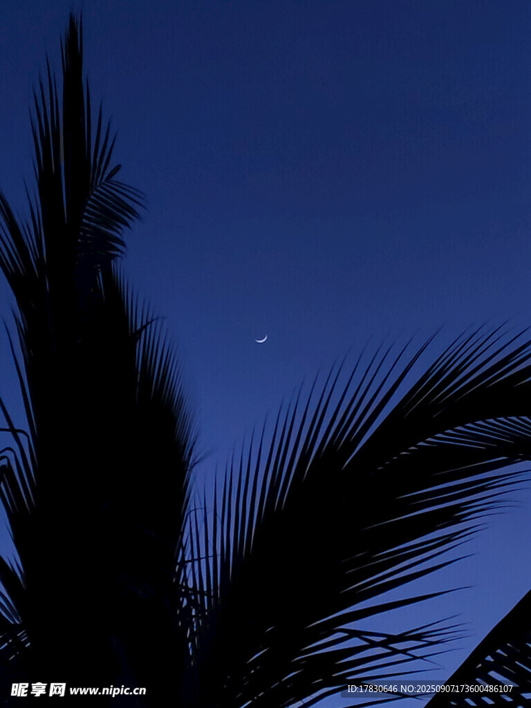夜幕下的棕榈树剪影