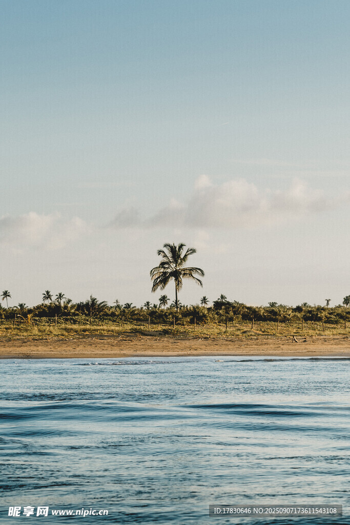海边椰树风景