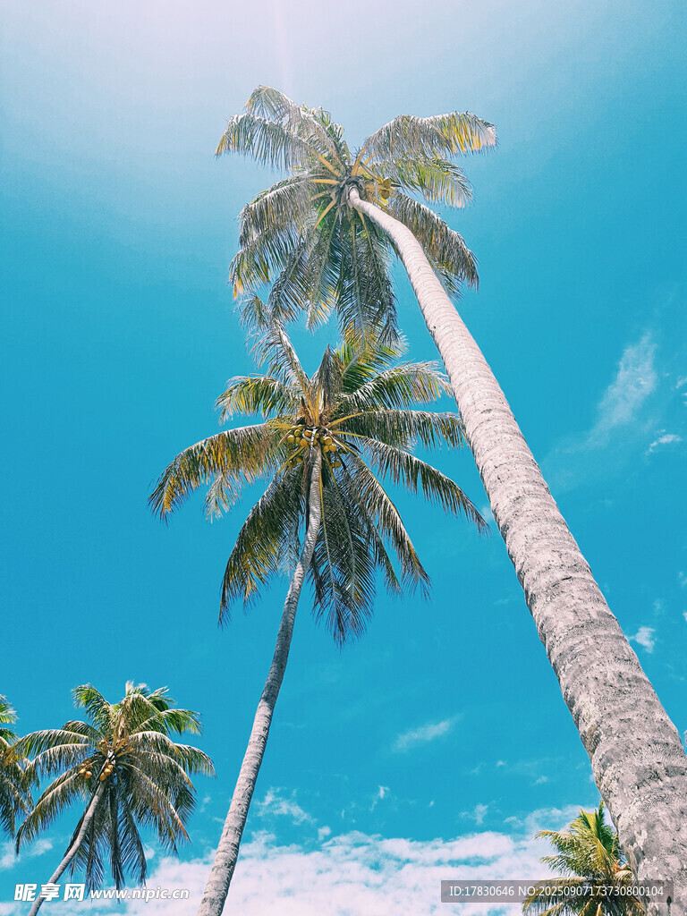 蓝天椰树热带风光美景