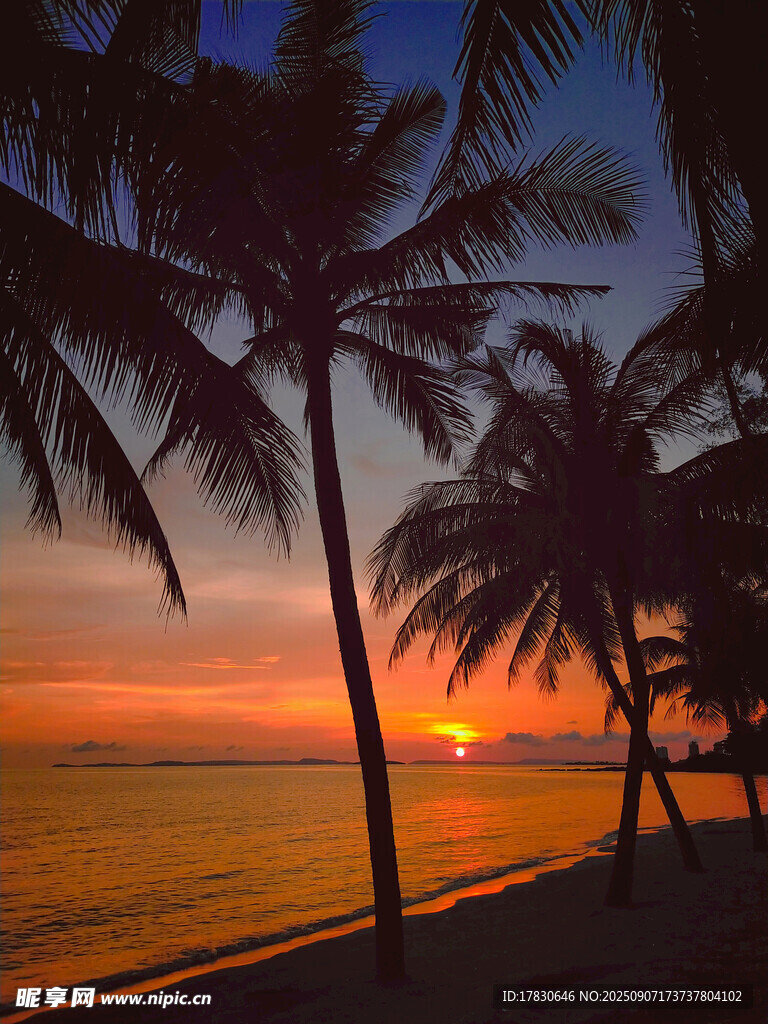 夕阳下的海边椰树美景