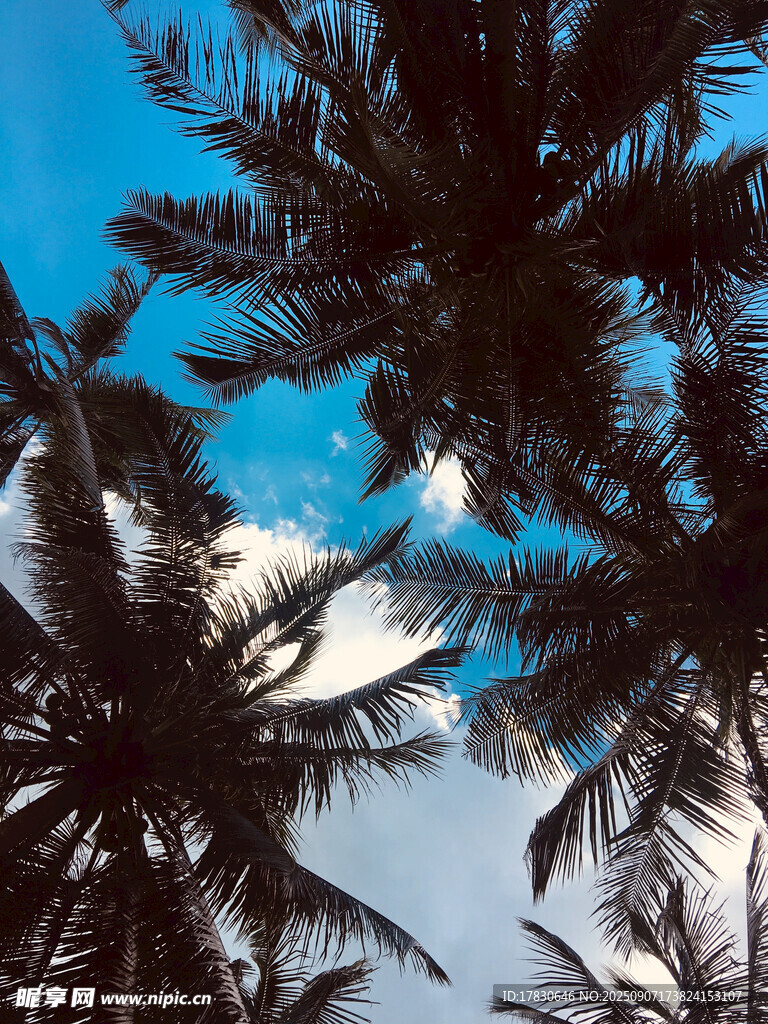 仰望椰林蓝天