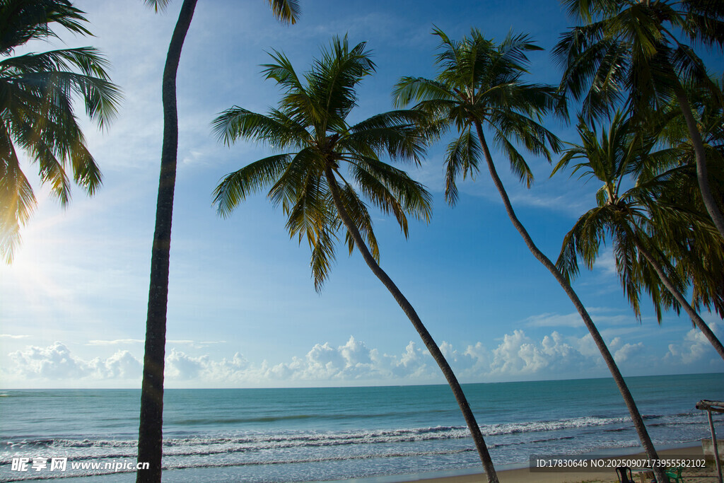 海边椰林美景
