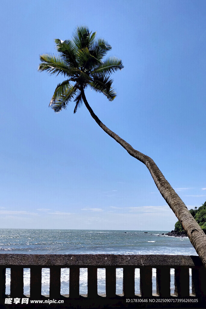 海边倾斜的椰子树