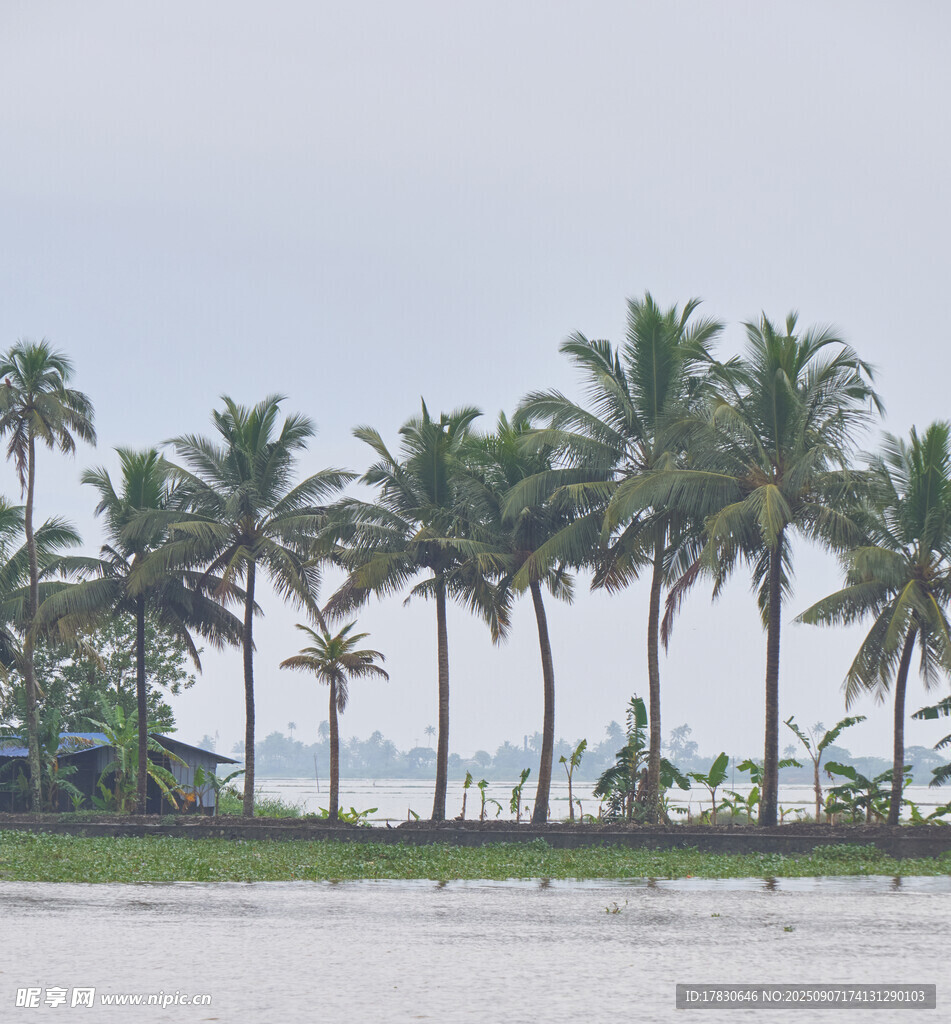 海边椰林风景