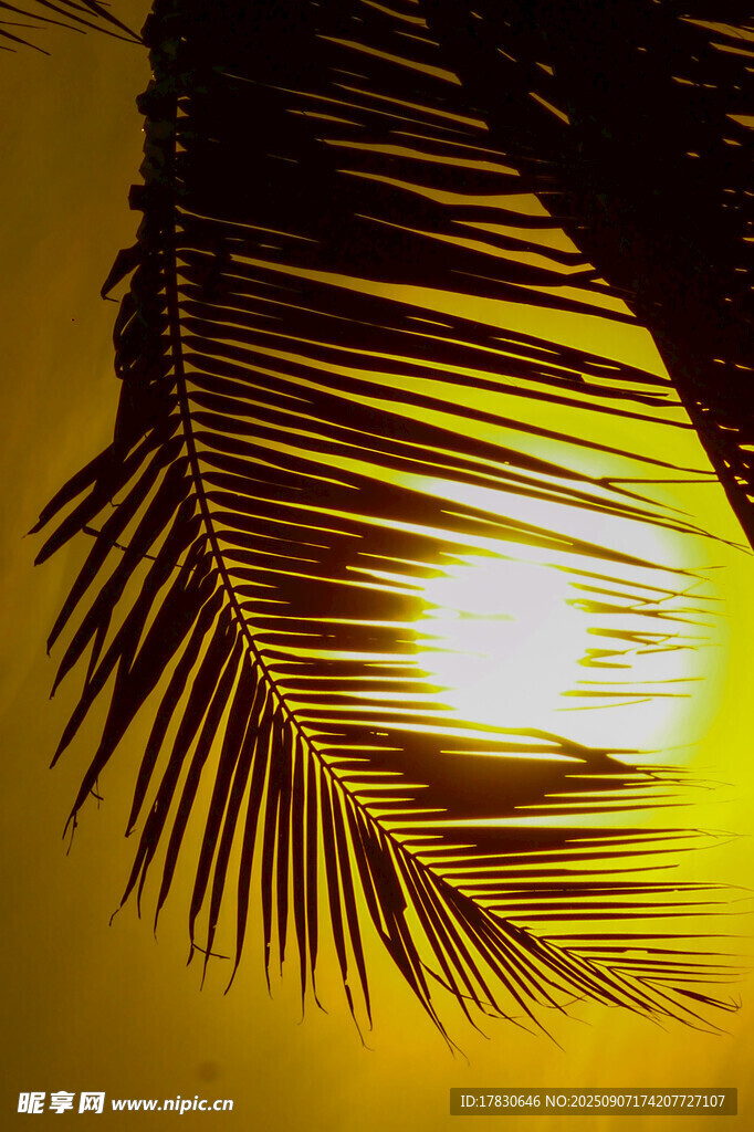 夕阳下的棕榈叶剪影