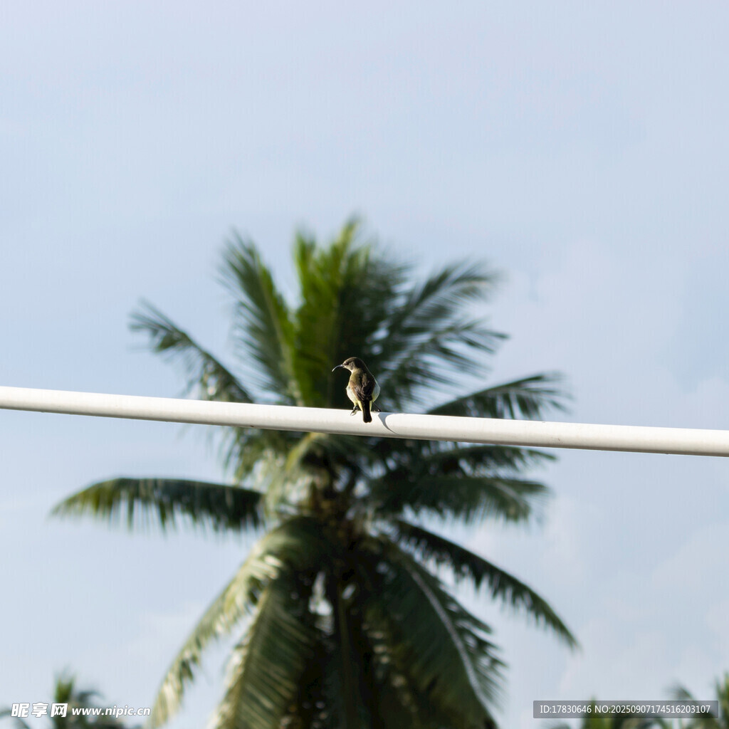 电线上的小鸟与椰子树