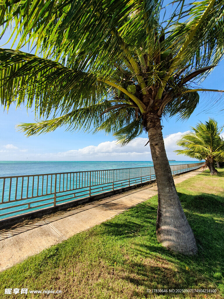 海边椰树美景