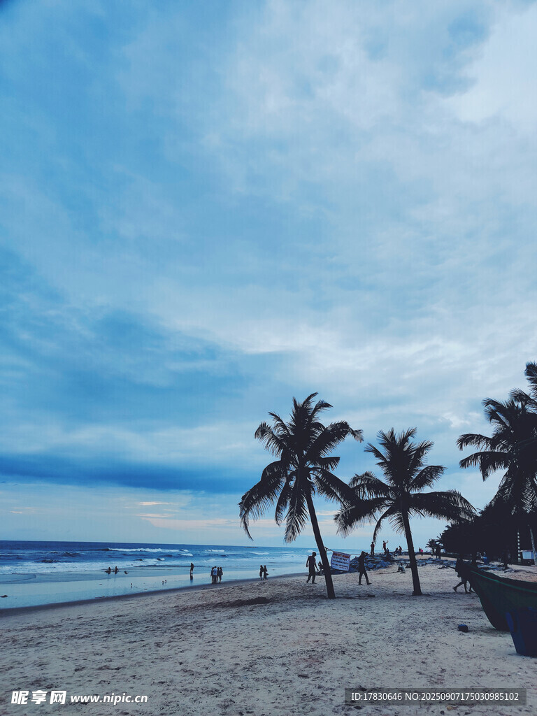 海滨椰林美景