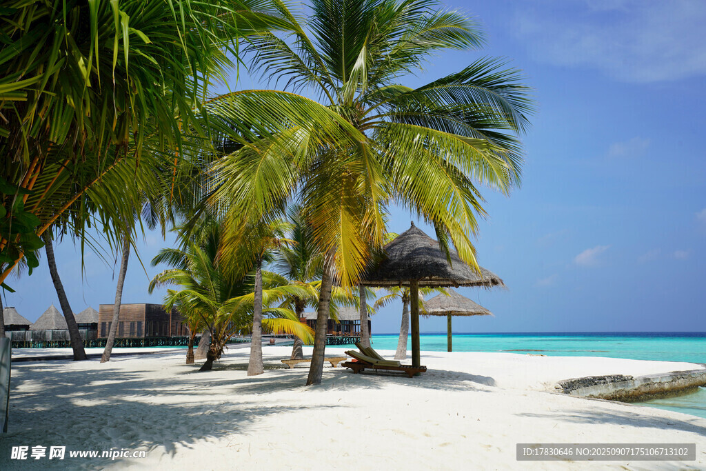 热带海滩椰树美景