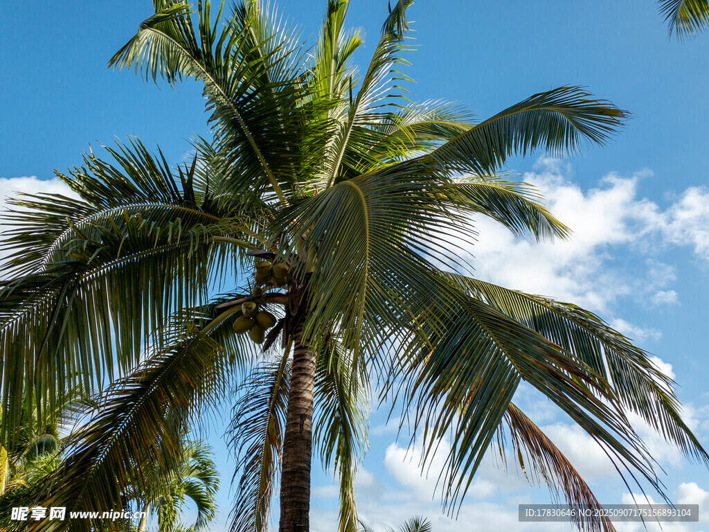 椰树