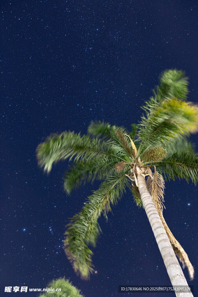 夜空下的挺拔棕榈树