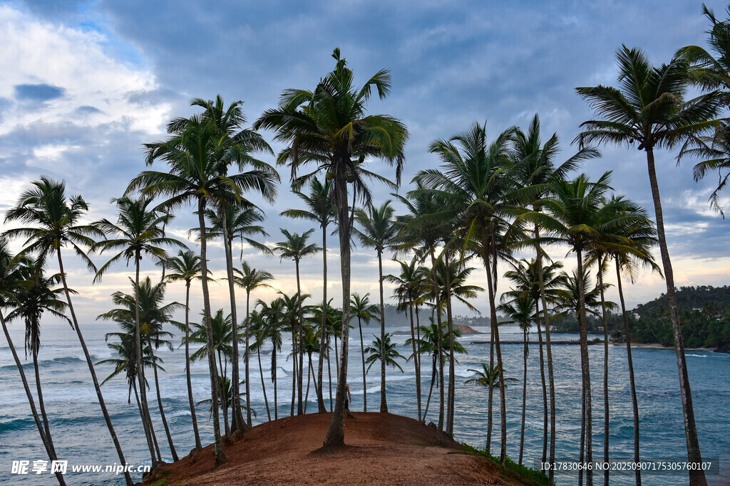 海边椰林美景