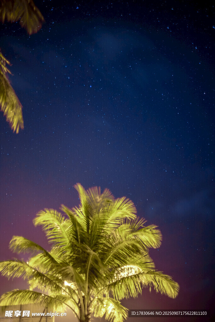 夜幕下的璀璨棕榈树