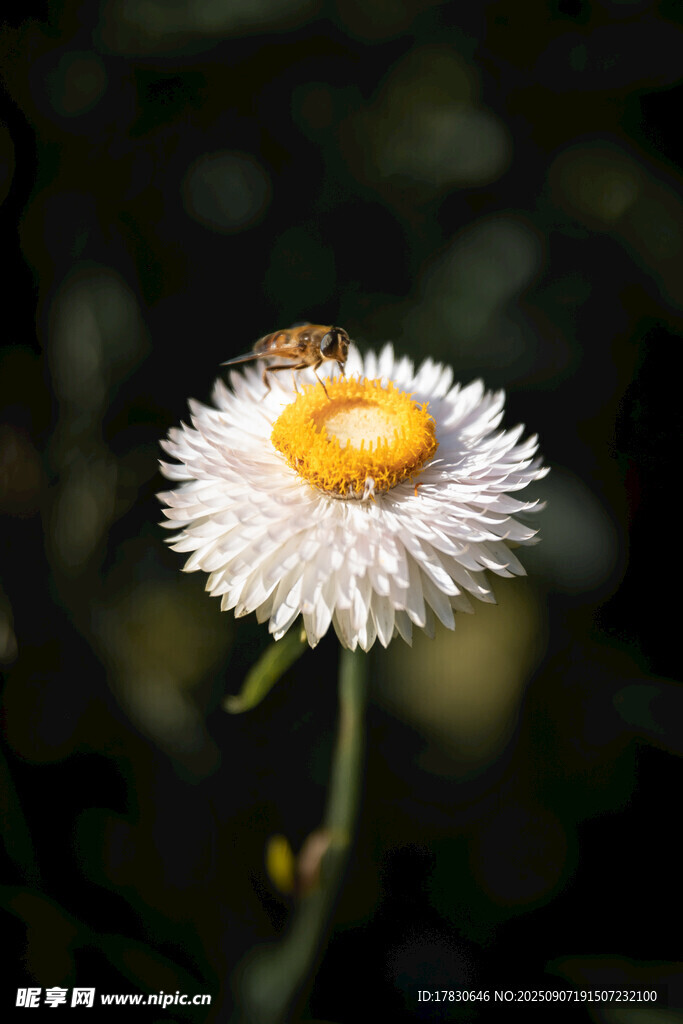 蜜蜂