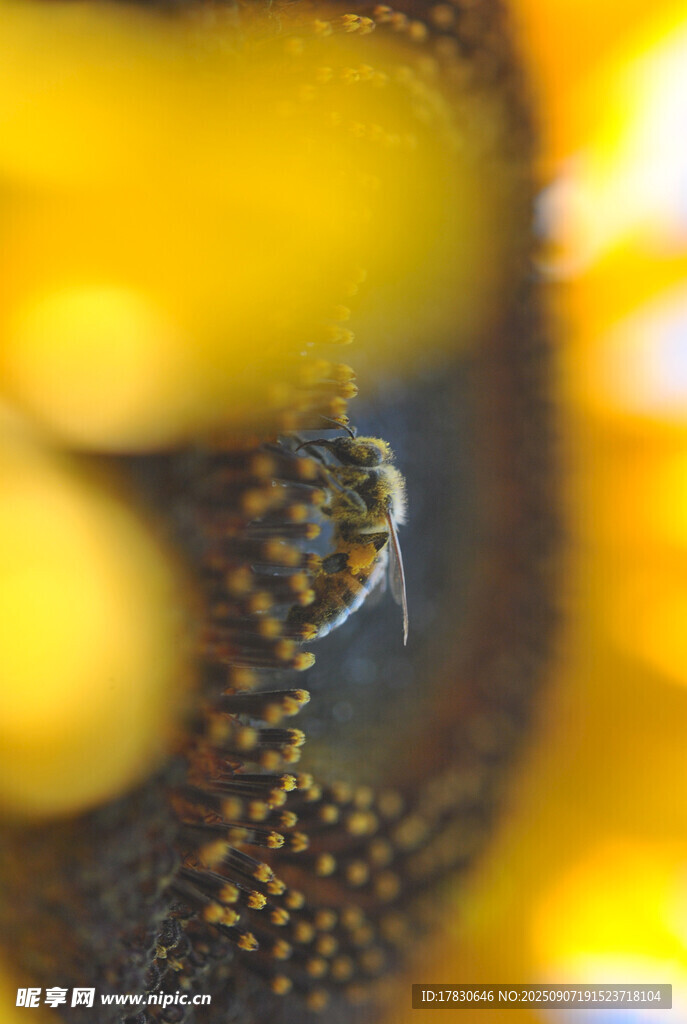 蜜蜂