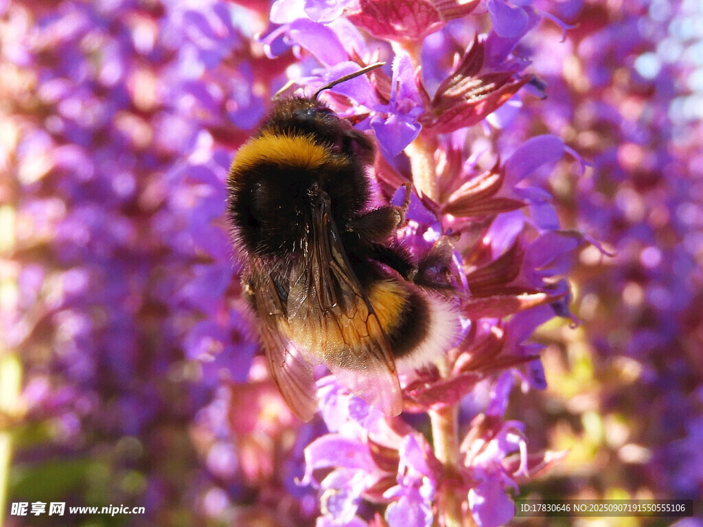 蜜蜂